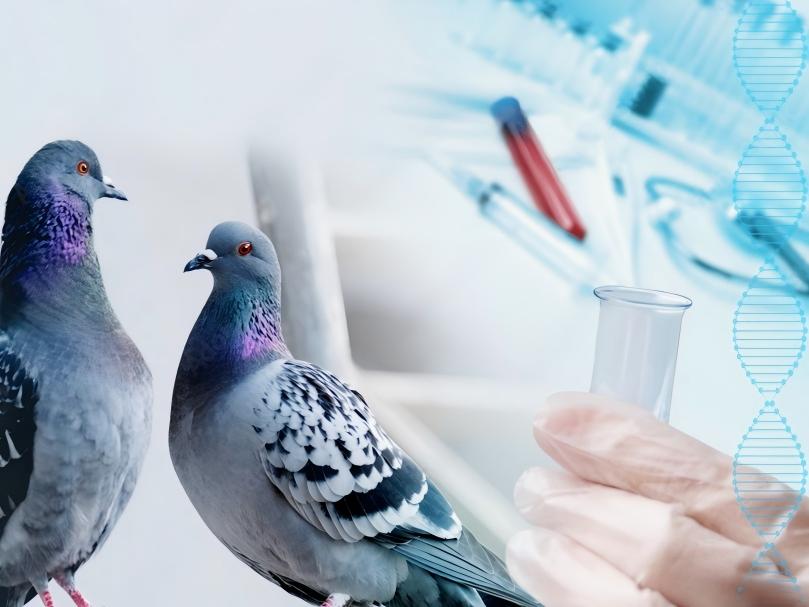 Racing pigeon flight-gene DNA testing